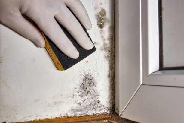 Best Forensic Mold Investigation  in Lakes Of The Four Seasons, IN